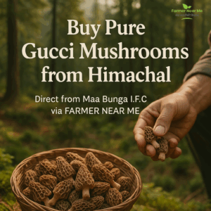 Morel Mushroom